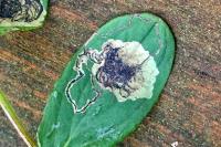 Fomoria septembrella