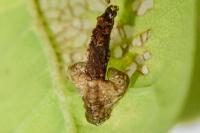 Coleophora kuehnella