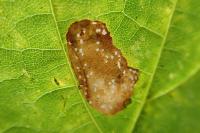 Phyllonorycter joannisi