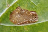 Phyllonorycter joannisi