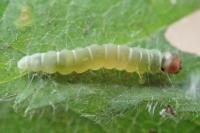 Diurnea fagella