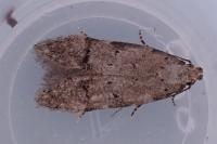 Teleiodes vulgella