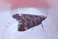 Dichomeris alacella