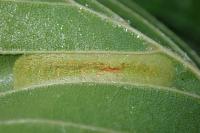 Phyllonorycter froelichiella