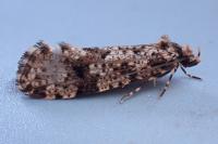 Montescardia tessulatella