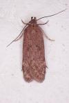 Bryotropha