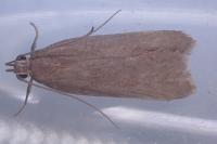 Acompsia cinerella