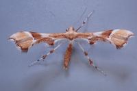 Cnaemidophorus rhododactylus