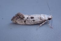 Herrichia excelsella