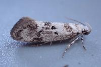 Herrichia excelsella