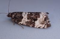 Argyroploce bipunctana