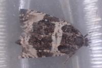 Argyroploce bipunctana