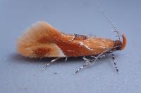 Epicallima formosella