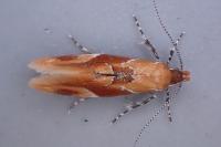 Epicallima formosella
