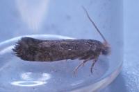 Cephimallota crassiflavella
