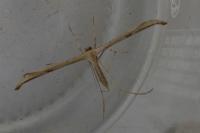 Emmelina monodactyla