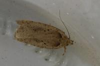Agonopterix