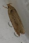 Agonopterix