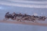 Psoricoptera gibbosella