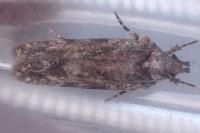 Psoricoptera gibbosella
