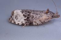 Apotomis capreana