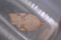 Acleris ferrugana