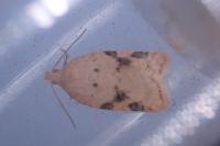 Acleris ferrugana