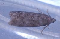 Neofaculta infernella