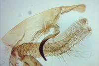 Neofaculta infernella