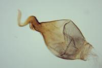 Neofaculta infernella