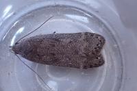 Anacampsis populella