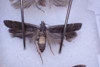 Anacampsis populella