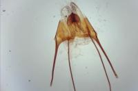 Anacampsis populella