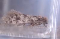 Eumasia parietariella