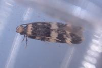 Oegoconia uralskella uralskella