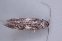Teleiodes flavimaculella