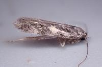 Teleiodes flavimaculella