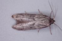 Blastobasis glandulella