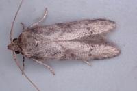 Blastobasis glandulella