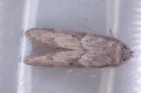 Blastobasis glandulella