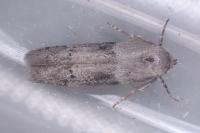 Hypatopa segnella