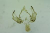Hypatopa segnella