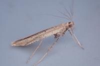 Caloptilia roscipennella