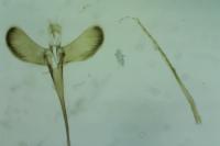 Caloptilia roscipennella