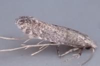Parornix fagivora