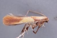 Caloptilia robustella