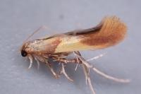 Caloptilia robustella