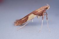 Caloptilia hauderi
