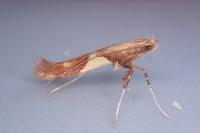 Caloptilia hauderi