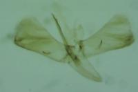 Caloptilia hauderi